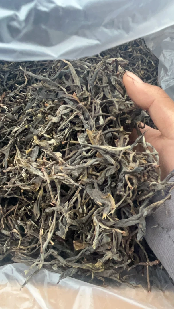 2025年冰岛南迫头春（古树）