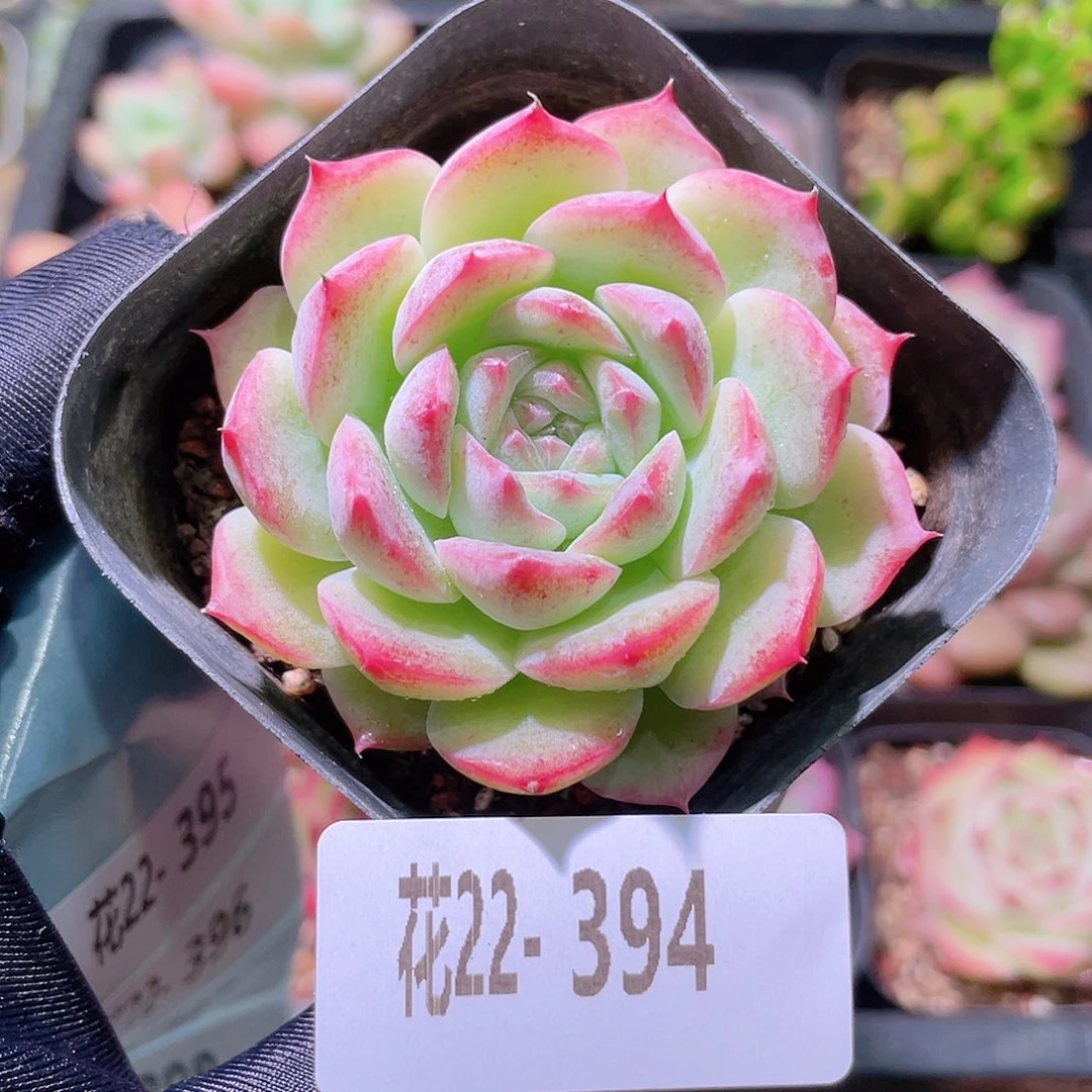 花利美22-394新品