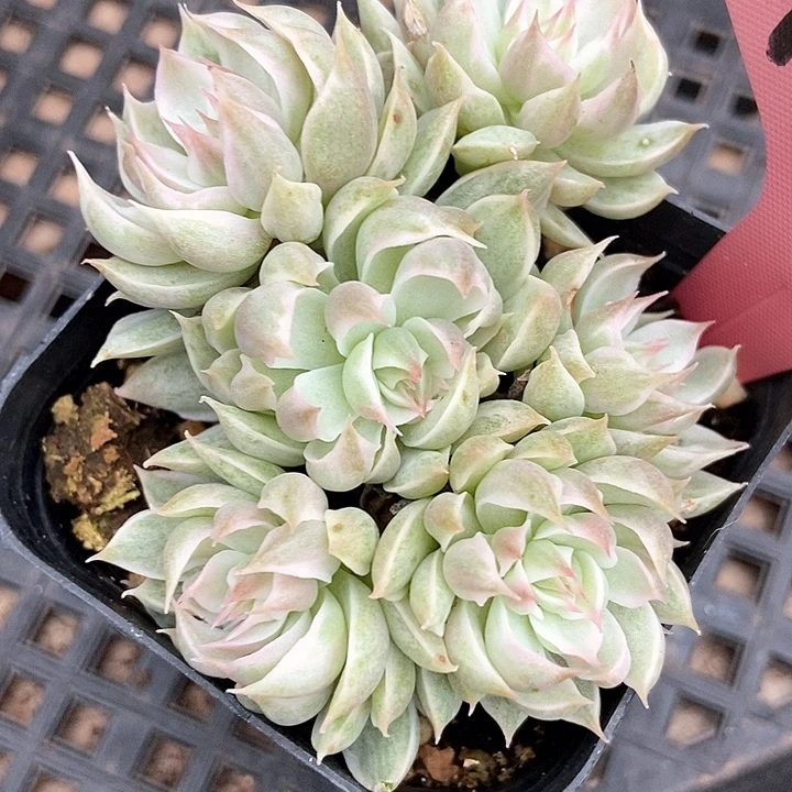 多肉植物玛格丽特锦7008