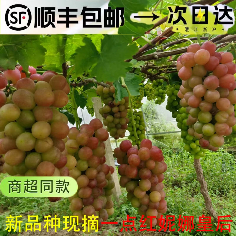 一点红妮娜皇后新鲜水果脆甜多汁现摘现发果香味道当季沿海葡萄甜