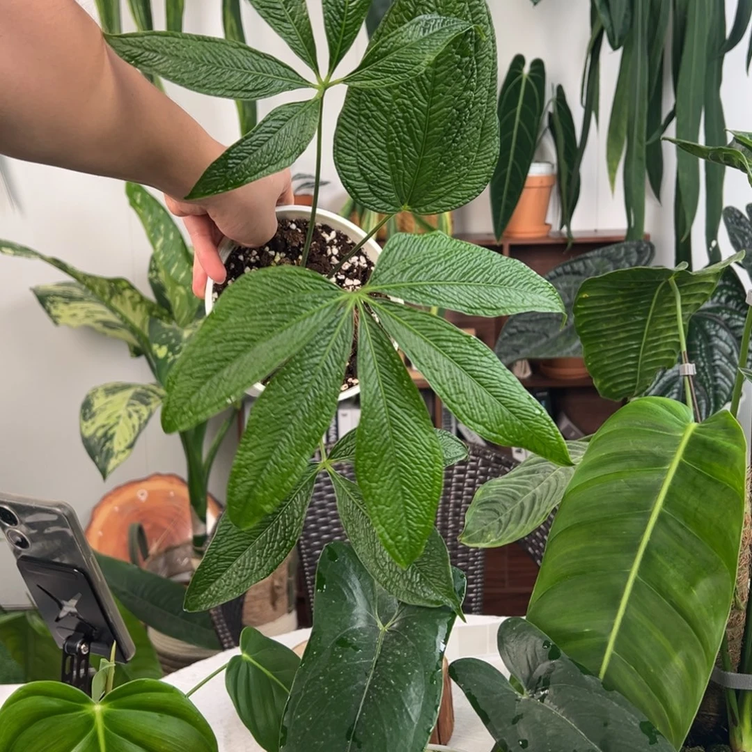 不开花植物原桩进口美杜莎