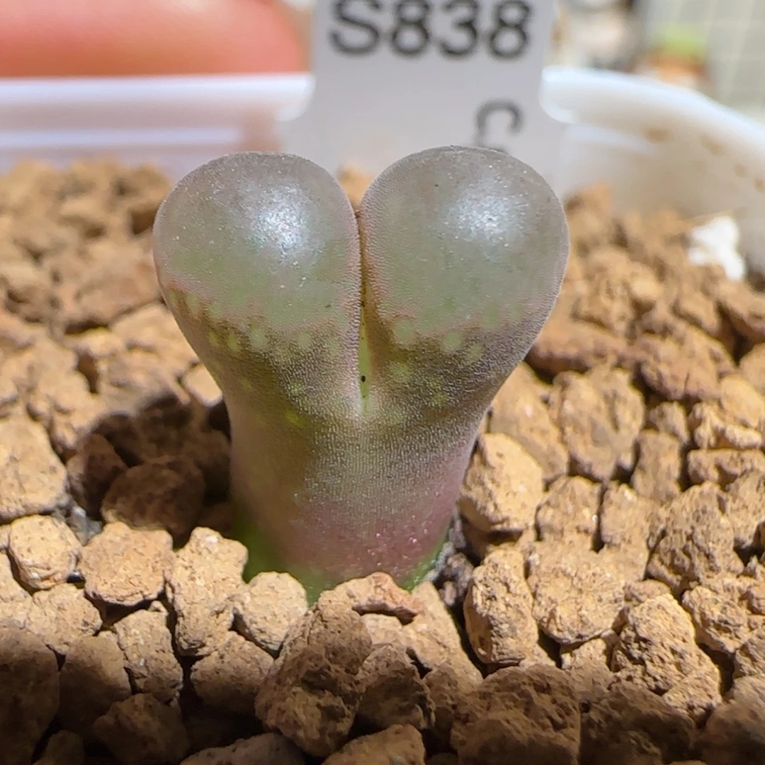 肉锥多肉植物组合-黑眼豆豆622