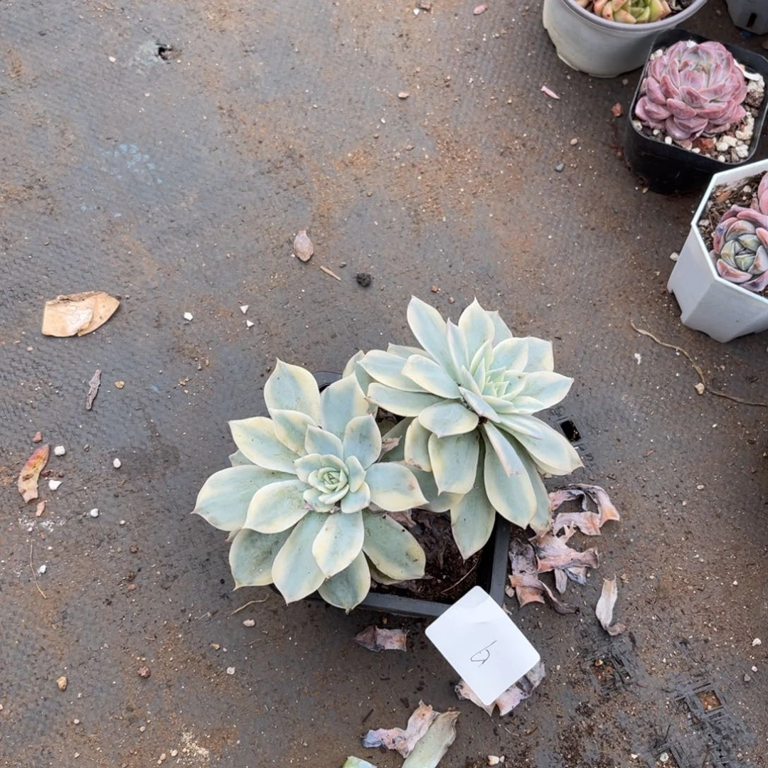 浩*006锦多肉植物