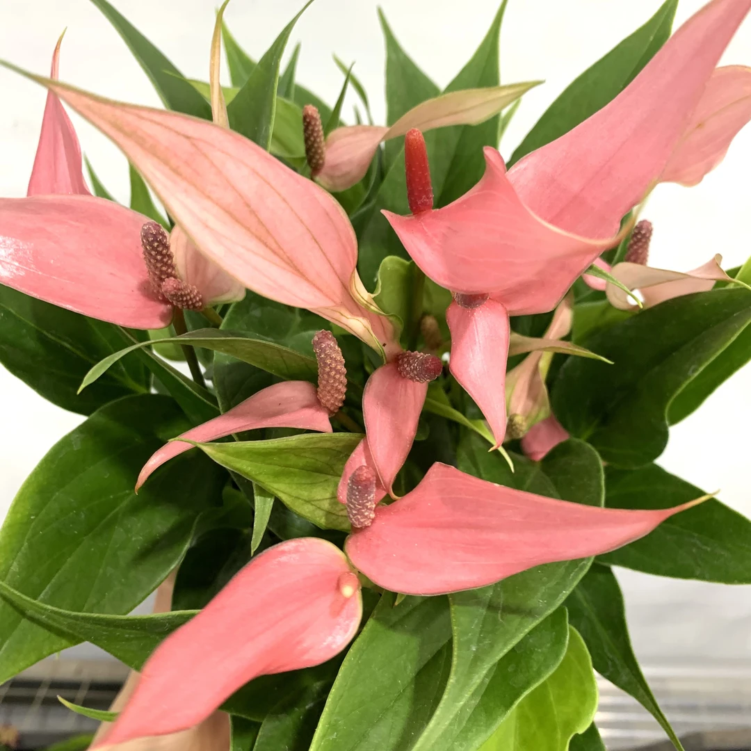 莉莉安 (棕色盆)  粉掌桌面精致紫色室内客厅阳台清 云南鲜花绿植