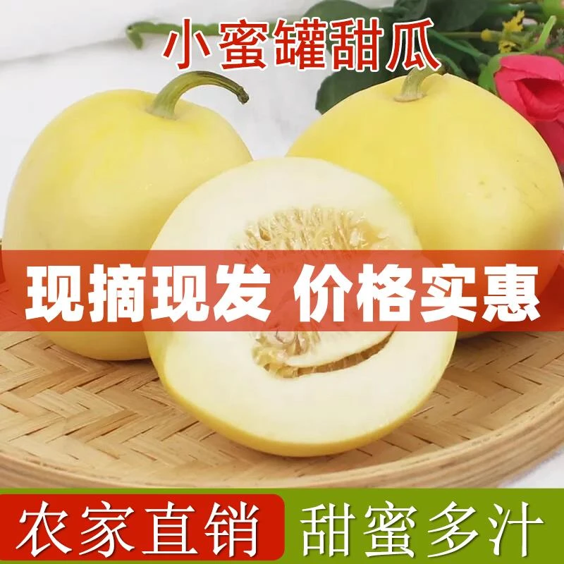 云南早甜脆小蜜罐小蜜蜂甜瓜老人孕妇小孩当季新鲜水果蜜瓜包邮