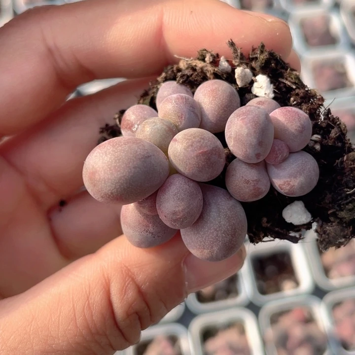 一物一拍满18不包整