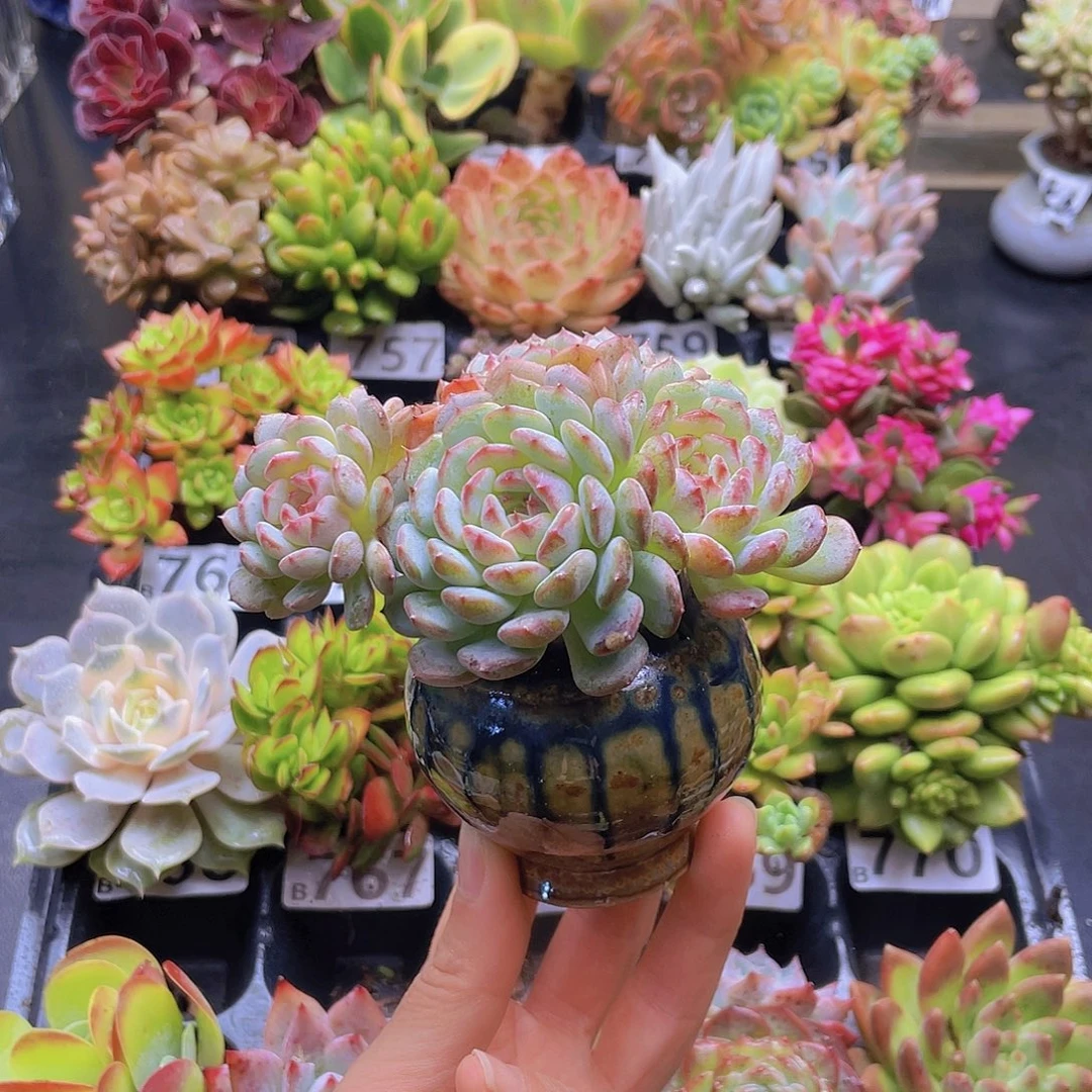 葡***诚花钱花钱花钱就去坚强
