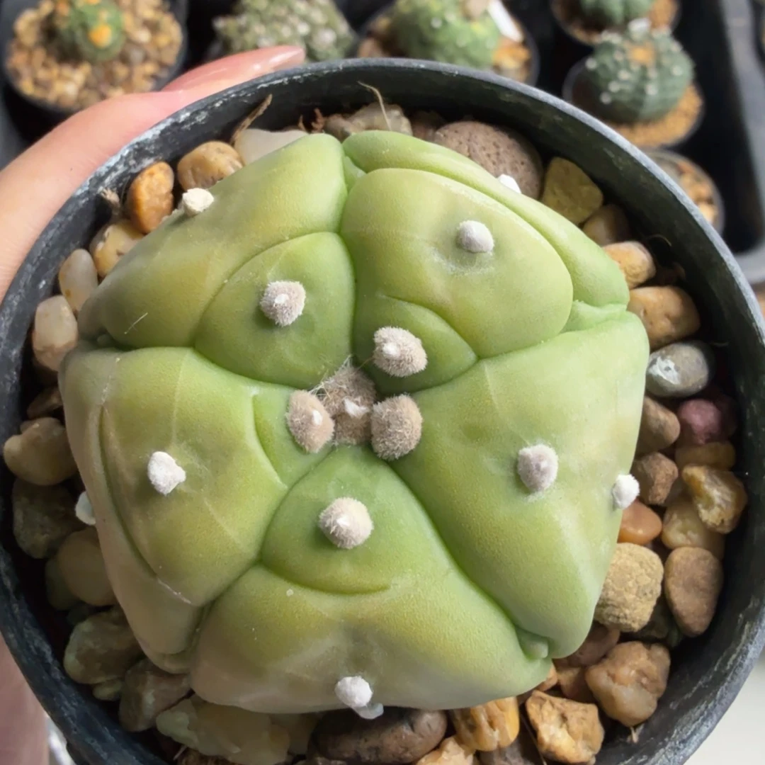 无花朵黄体龟甲切迹兜