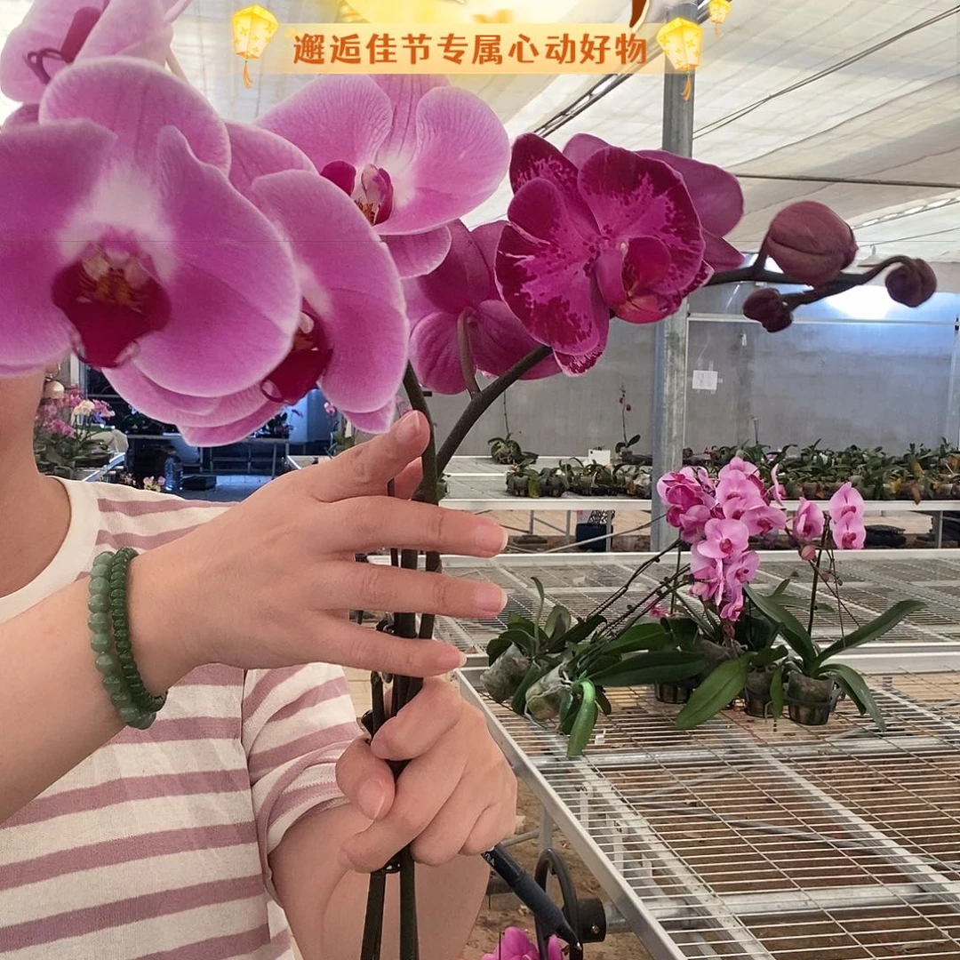 完全开放潮流，仙桃两颗组合
