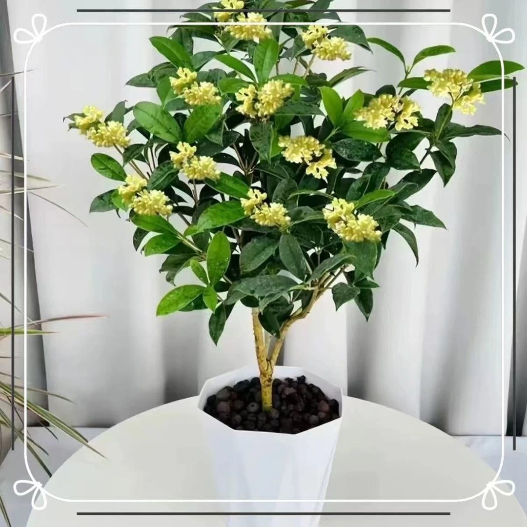 四季桂花浓香型树苗老桩月桂花卉盆栽开花绿植客厅庭院阳台