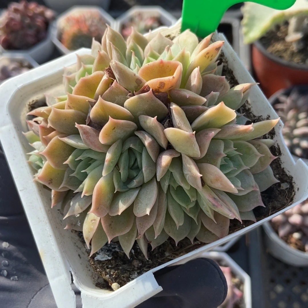 3136昂斯诺多肉植物