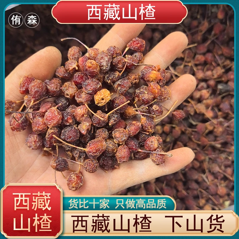 西藏高海拔手工采摘山楂 小山楂 藏山楂