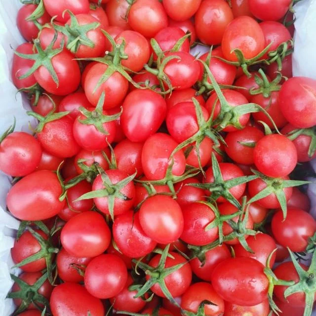 圣女果2斤装 洗干净的