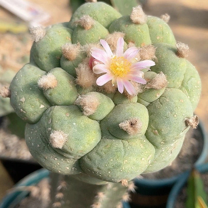 仙人球苗接大尤7.9公分53