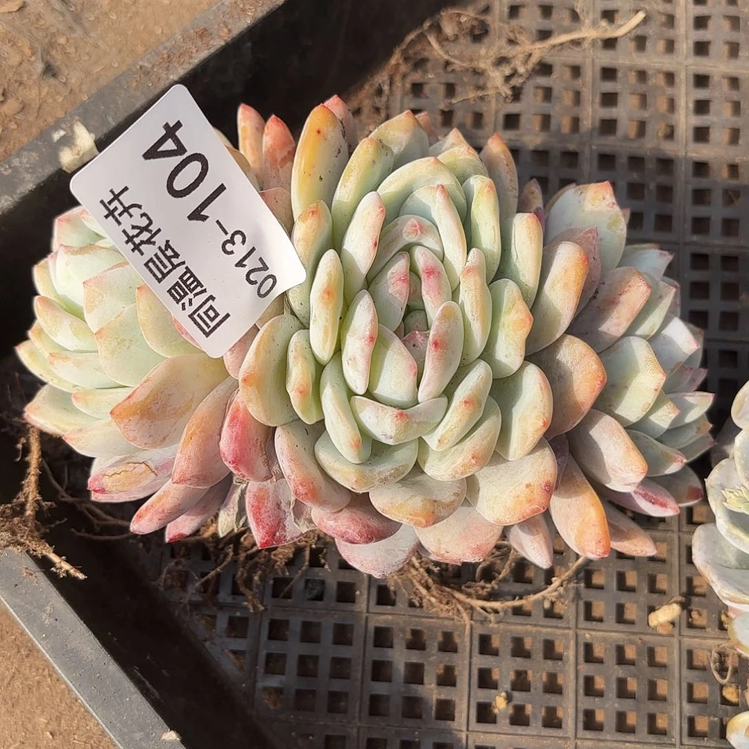 同温层多肉104雪天使