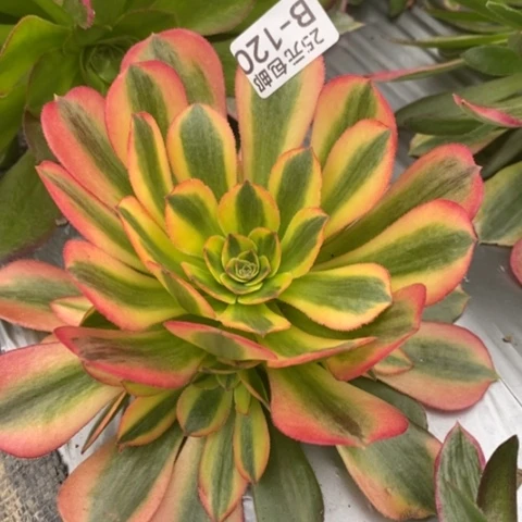 120光辉变异满25包邮多肉