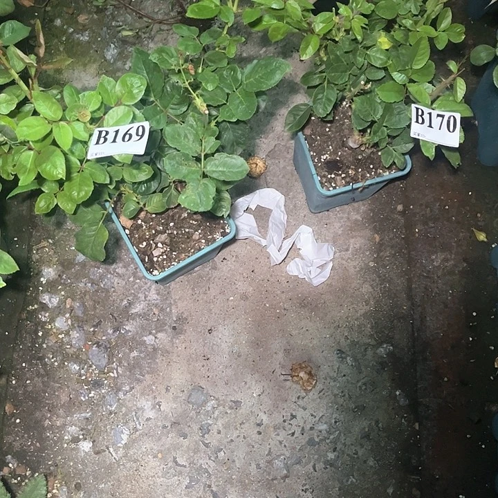 当前无花朵，栽培后可花朵浮翠流丹169号，170号