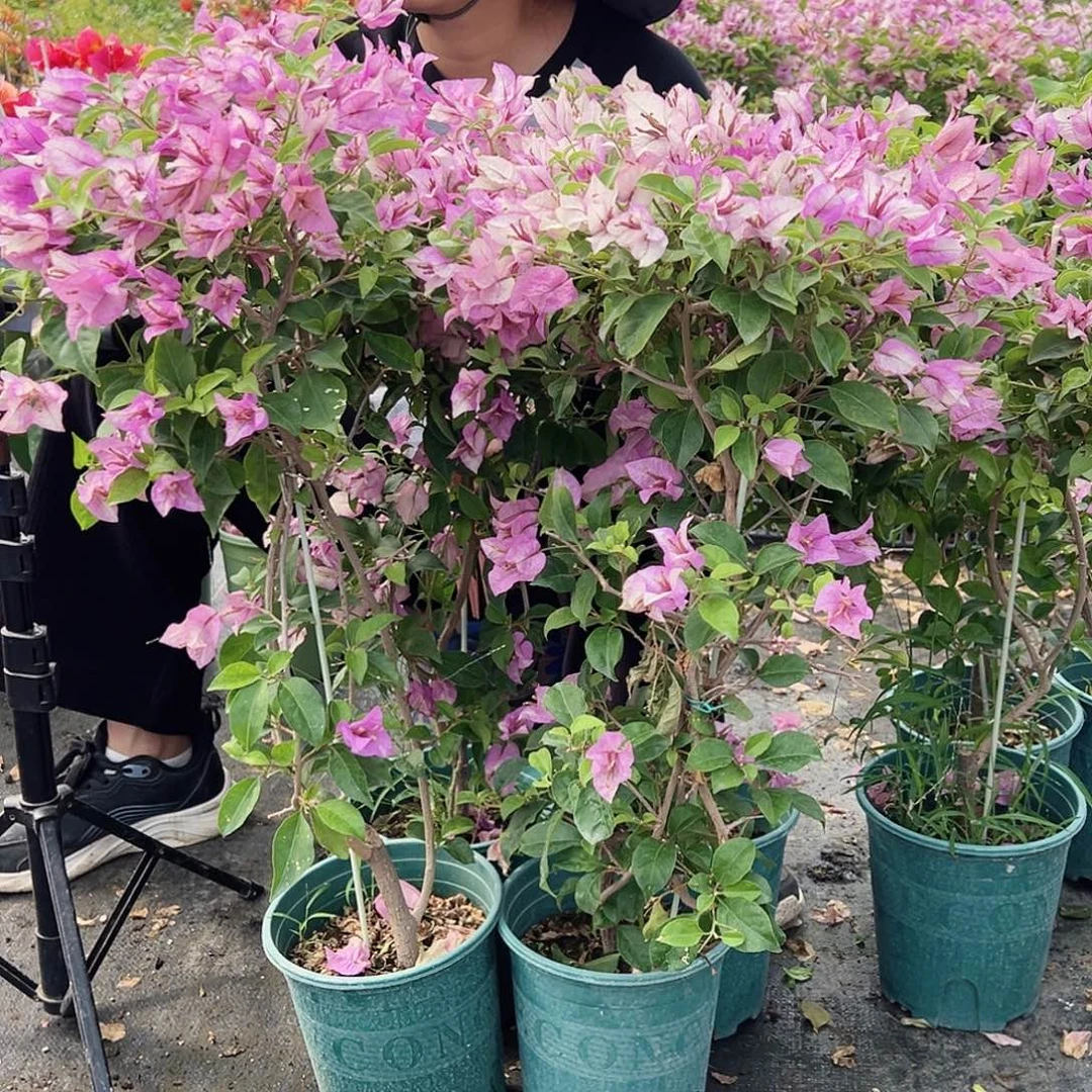 大部分花苞少量开放雪紫带竹一颗，花后期
