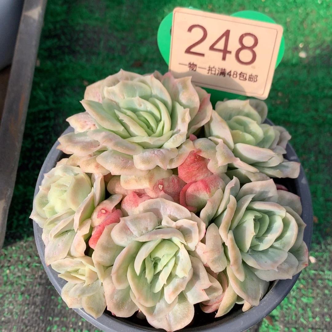 泡泡纱裙无砍平头248