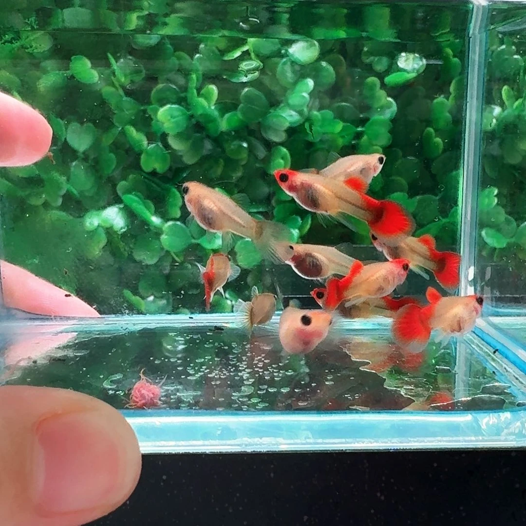 孔雀鱼红头玻璃猫3对