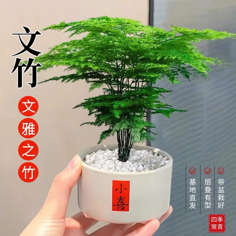 文竹室内绿植办公室桌面摆件盆栽翠绿寓意禅意竹子四季常青盆景