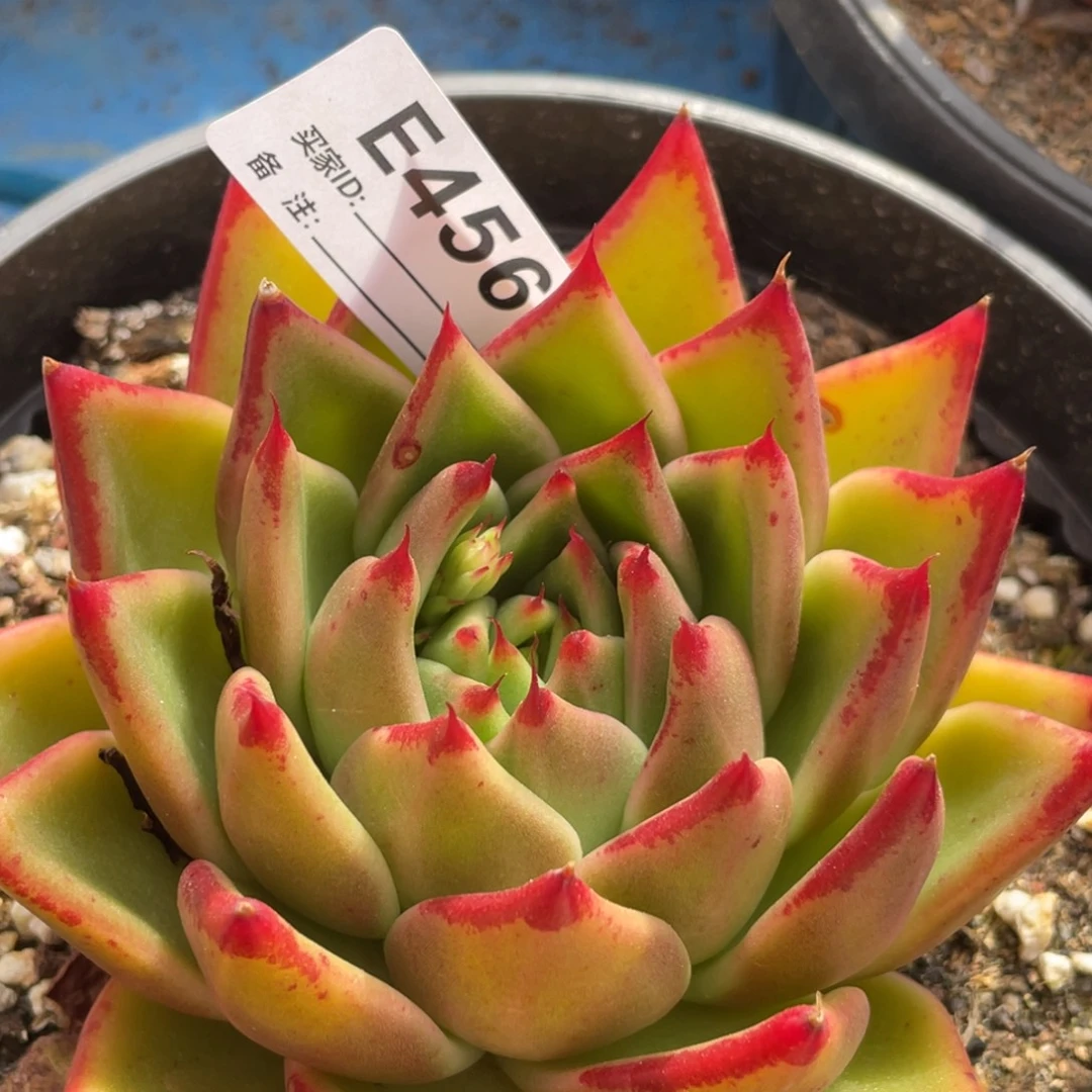 无花朵若如东云单拍E456