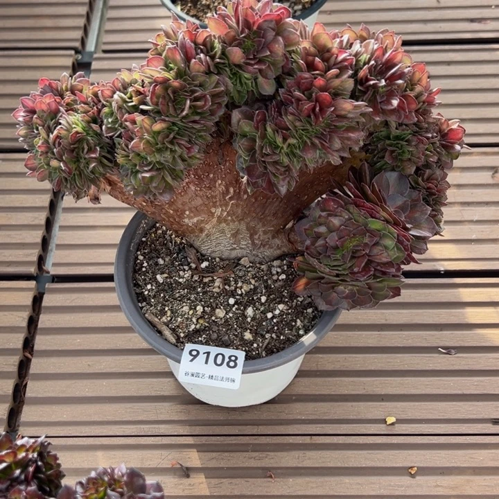 9108抹茶缀化木质化老桩