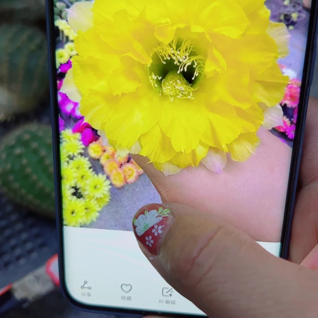 下54彩草T57 歪无根侧芽4公分左右20包邮