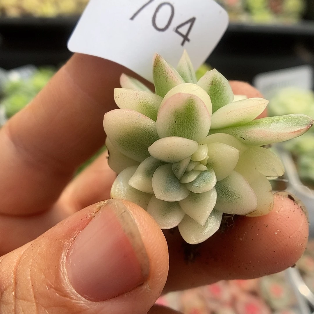 一物一拍一物一拍925-704