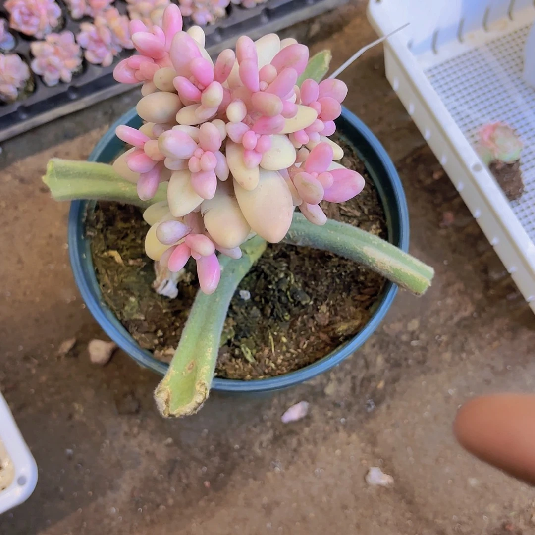 糖果覆伦锦一颗砍头