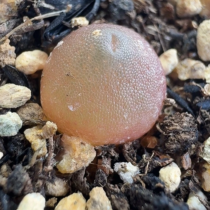 老马生石花哈默147