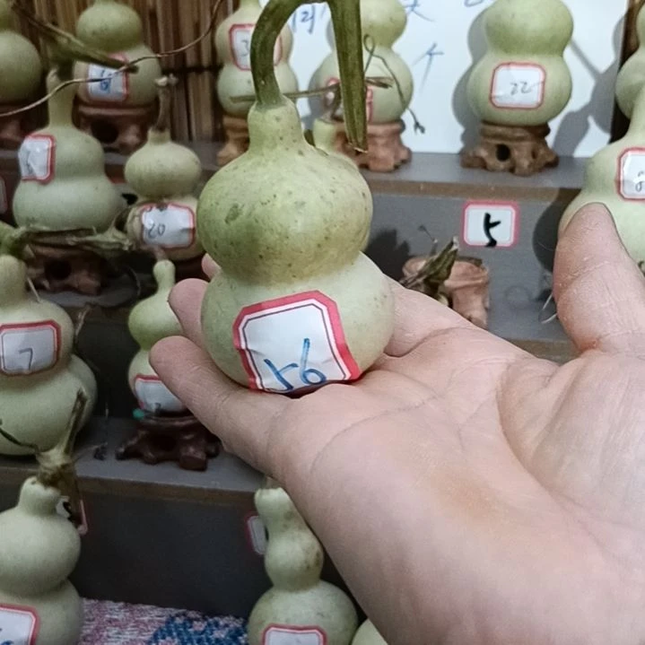 56号一物一拍一个账号