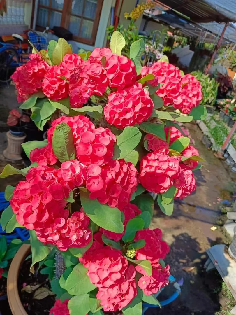 美花大戟一物一拍盲盒花色