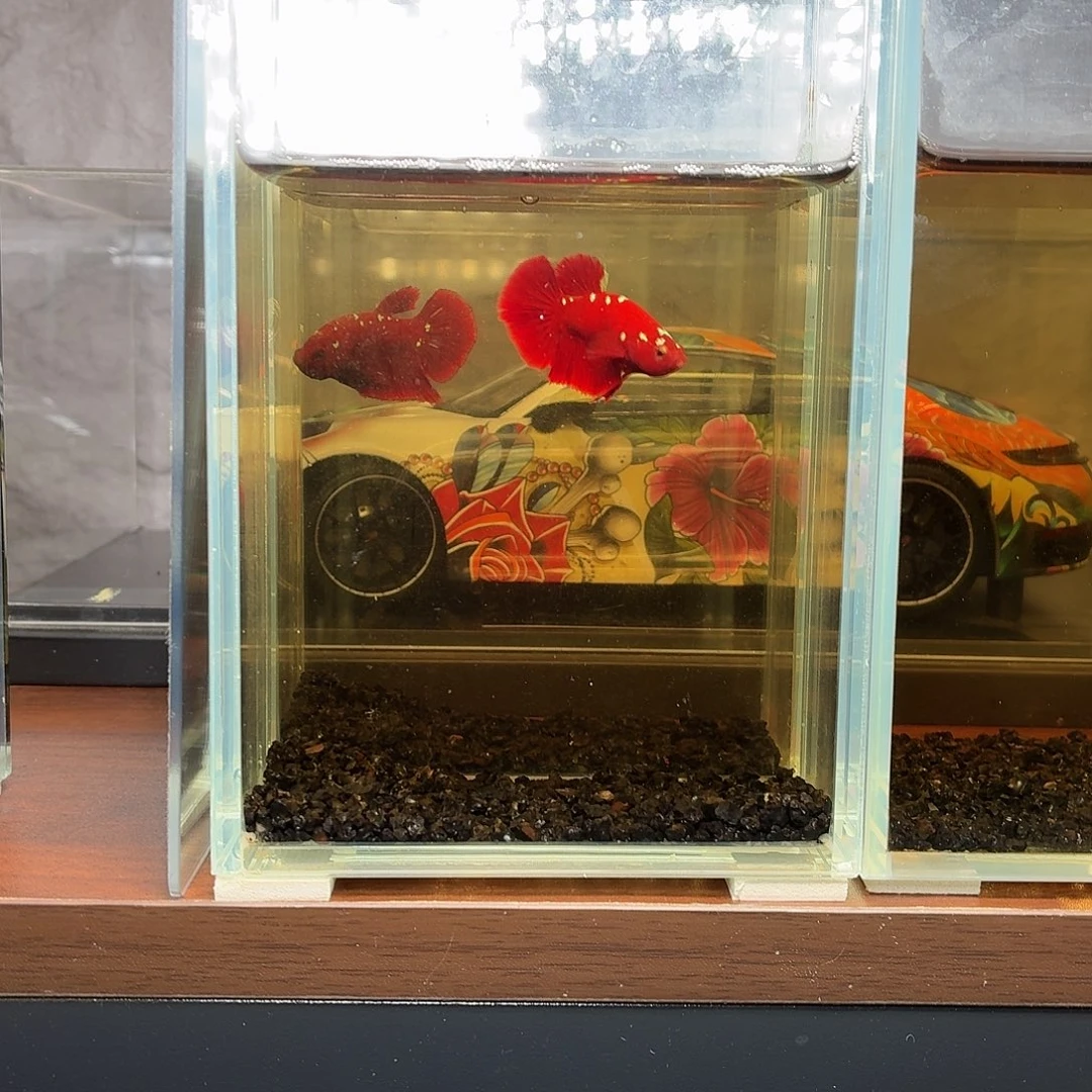 斗鱼红金将军公鱼