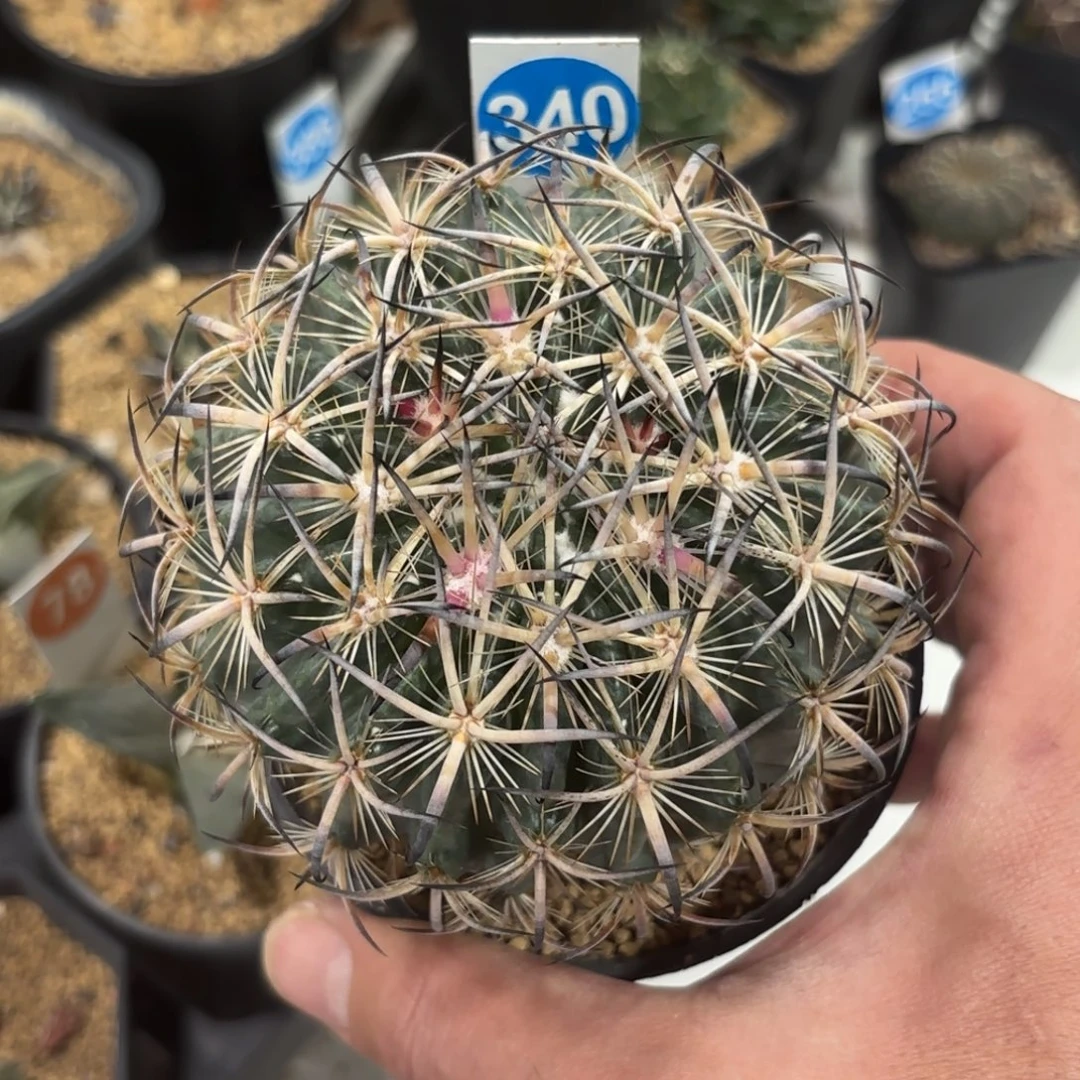 340实生虎爪带盆带土发货