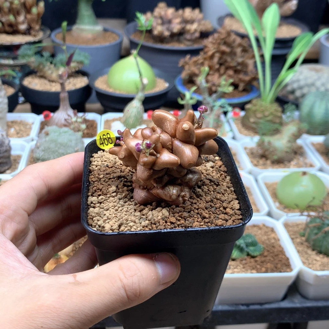 蛮鬼塔厚敦菊母本多肉带盆
