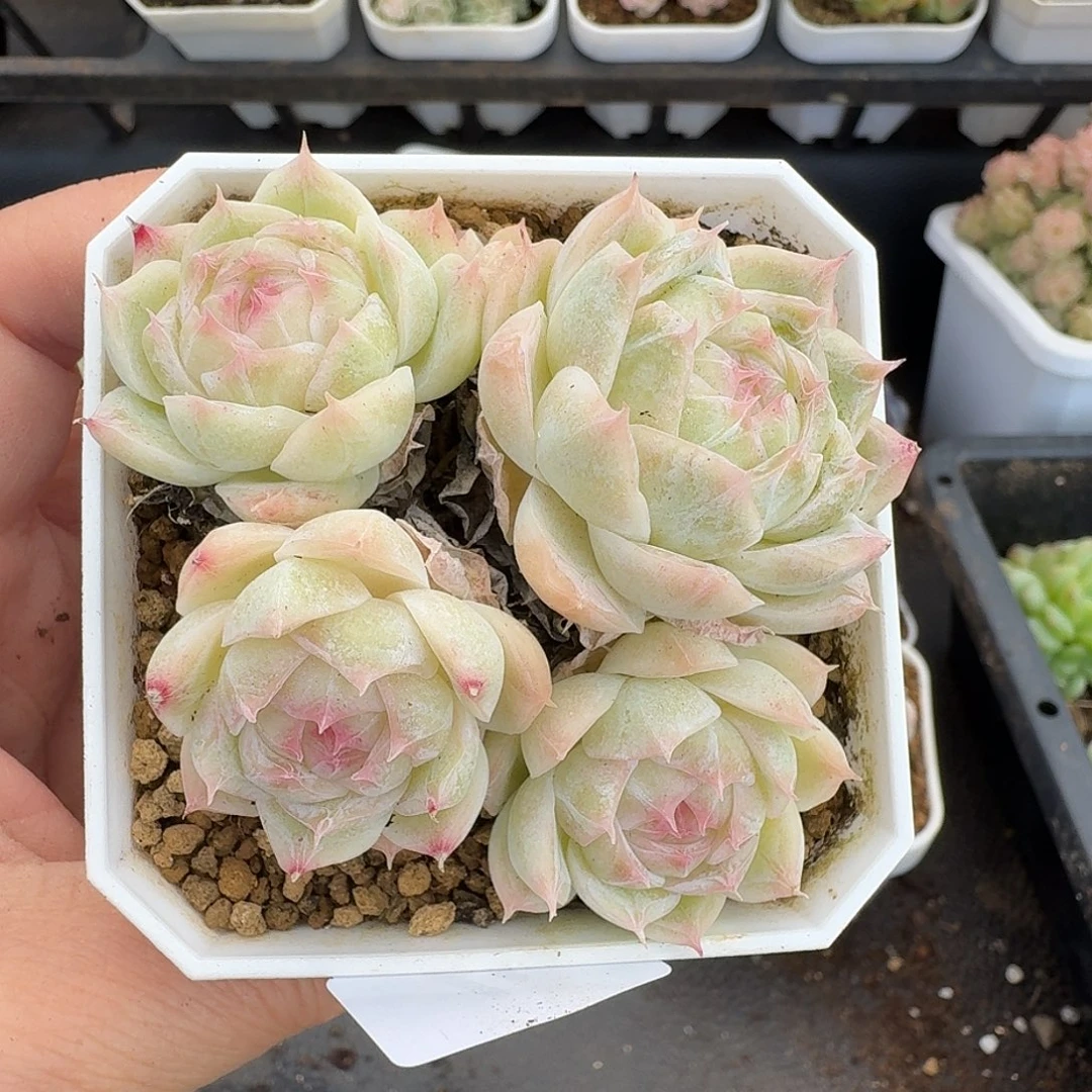 一物一拍一物一拍12-13-653