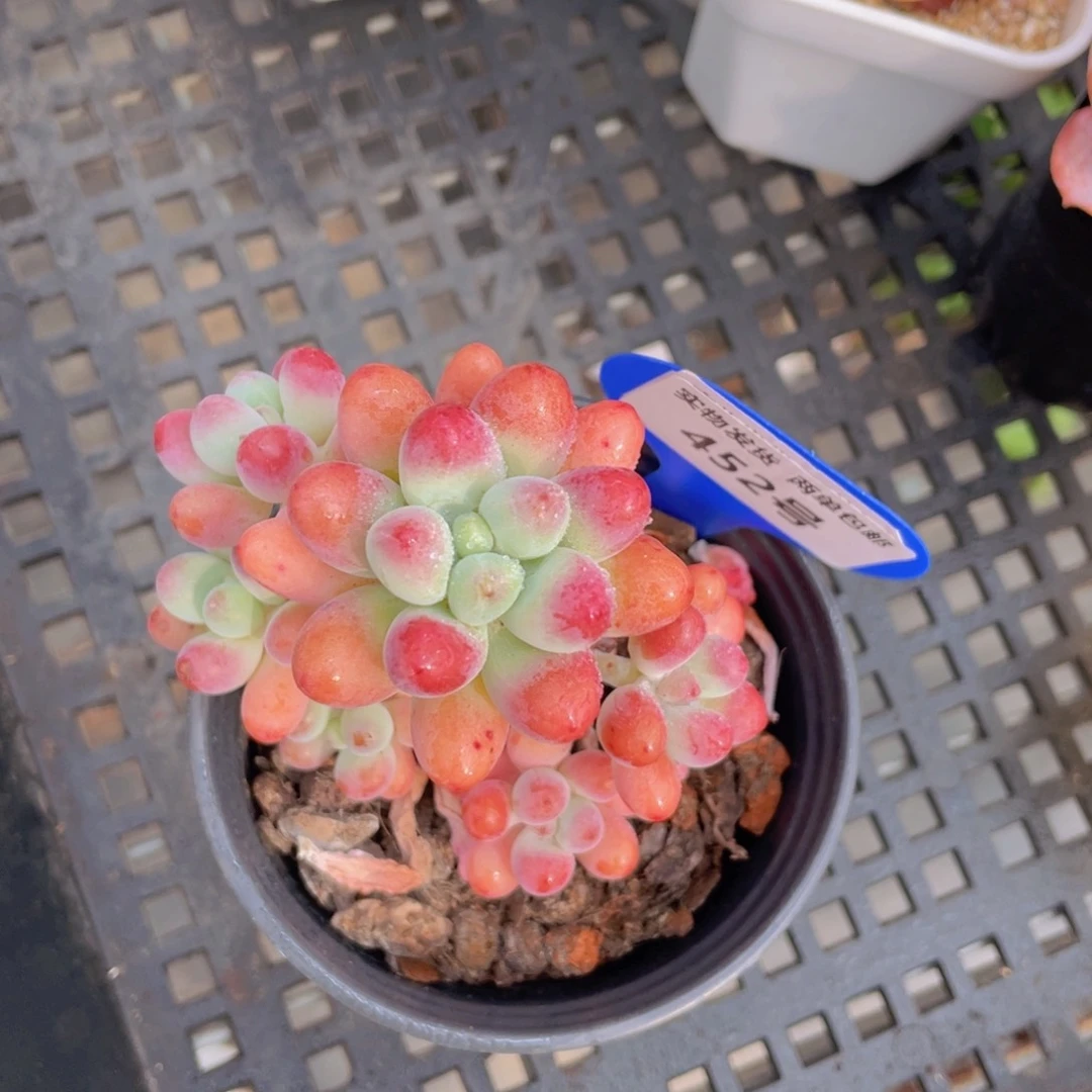 452号胖大星高桩群生一个