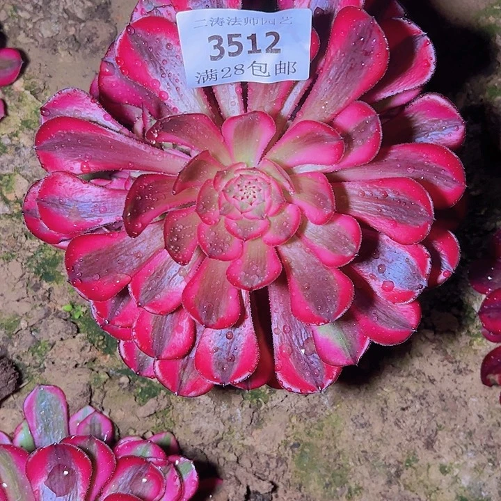 3512红铜白多肉植物