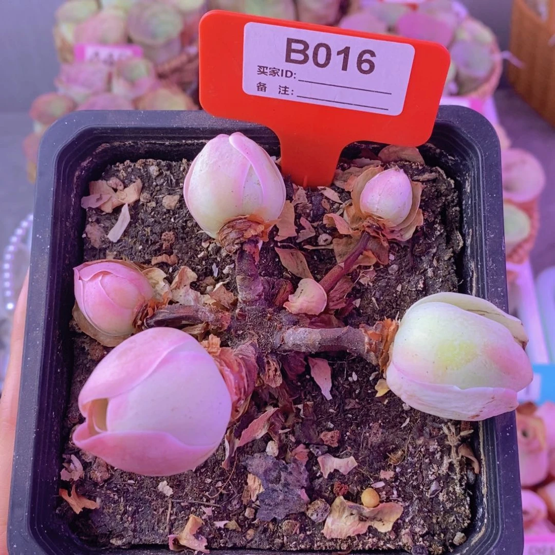 罗拉公主一物一拍B016