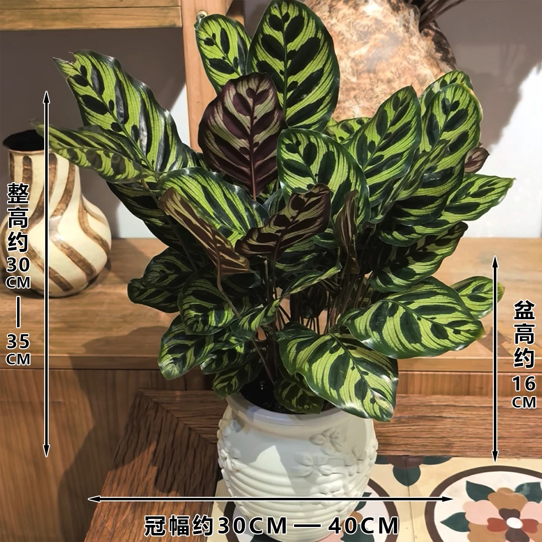 【孔雀竹芋】盆栽植物室内美观桌面花卉观叶净化空气好养易活