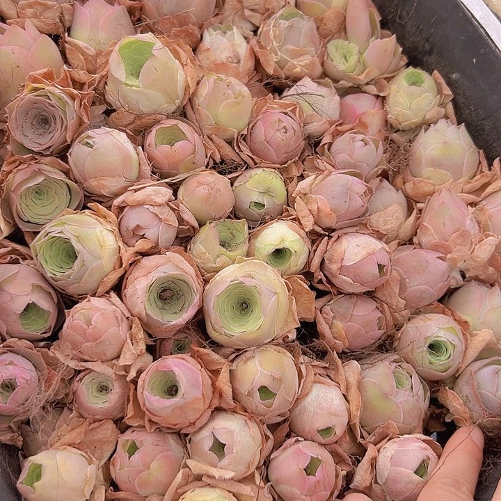 山地玫瑰2-3厘米22颗