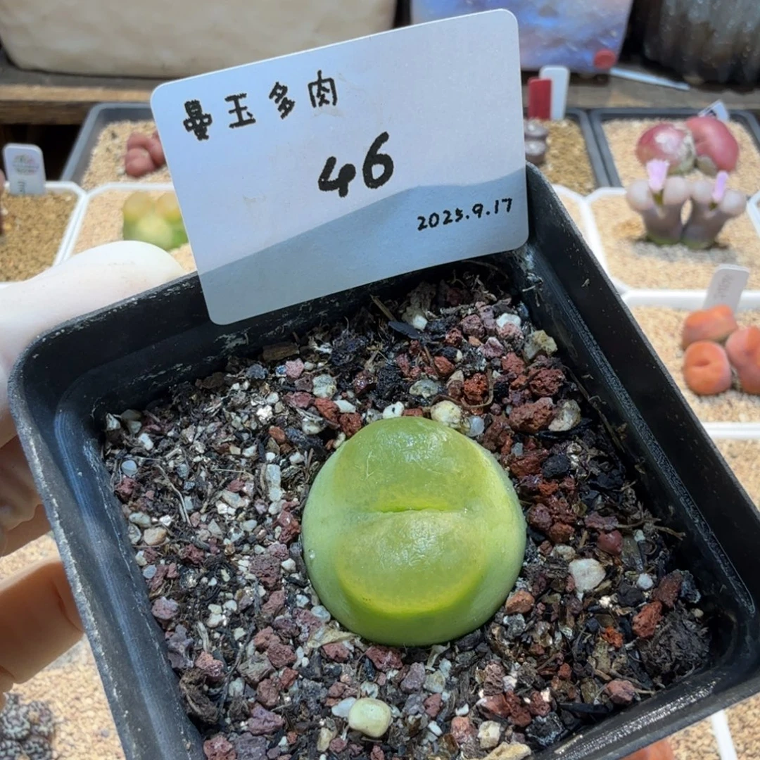 多肉多肉多肉9.17-046