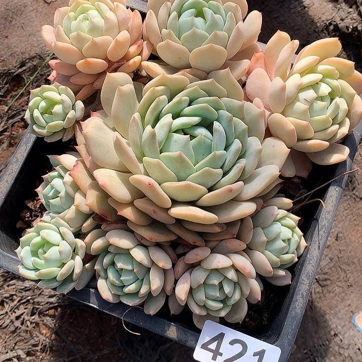 421蓝眼睛 一物一拍多肉