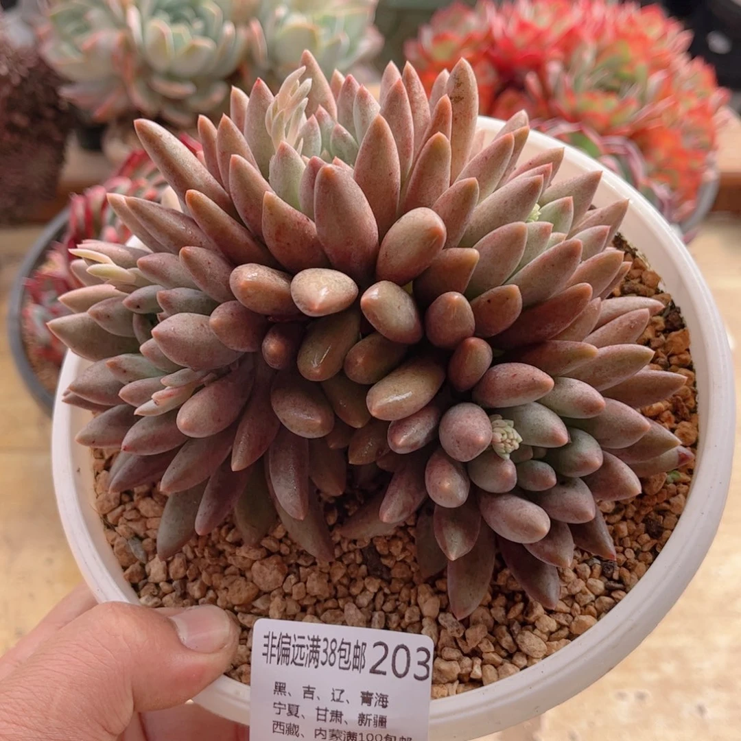 203胖体红蜻蜓德华多肉