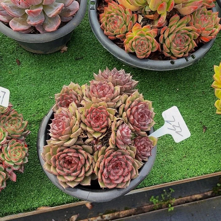 *****丽娟花卉水晶红体玫瑰