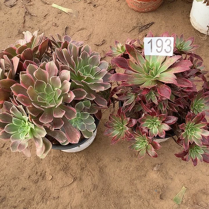 无花朵193金丝缺➕惊鸿多肉植物