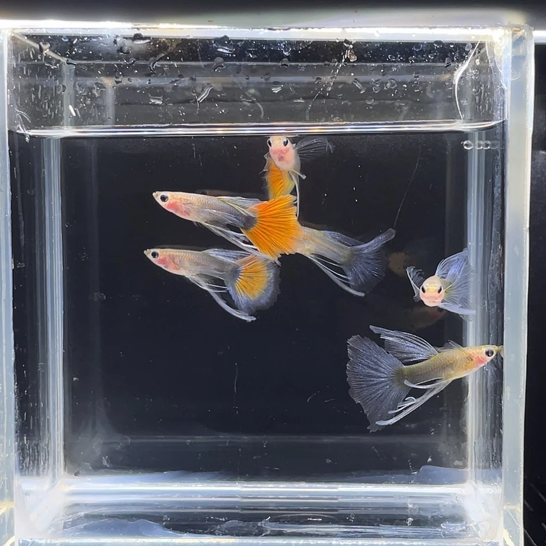 孔雀鱼玻璃长公蓝礼服