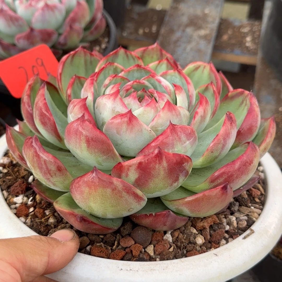 花脸惊鸿一物一拍包装收缩花旱209