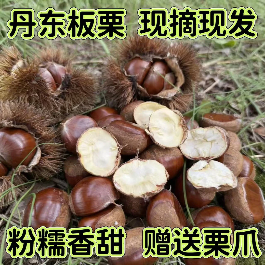 【买4斤送1斤】新鲜生板栗甘甜清脆非油栗子坏果包赔